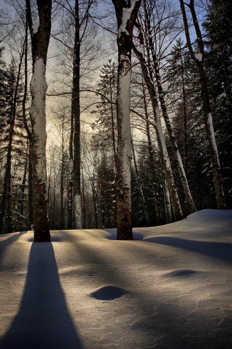  Foreste Casentinesi.