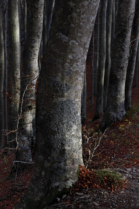  Foreste Casentinesi.