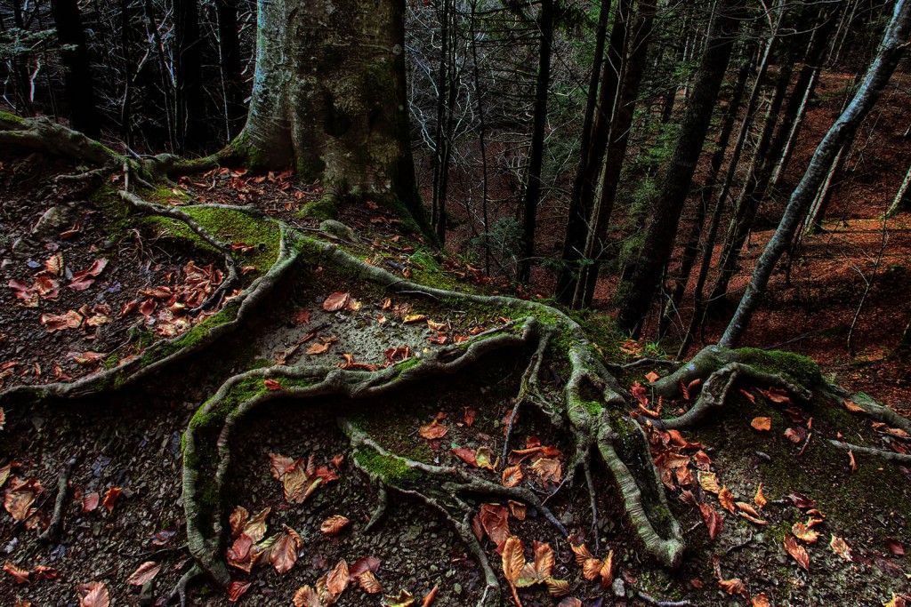  Foreste Casentinesi.