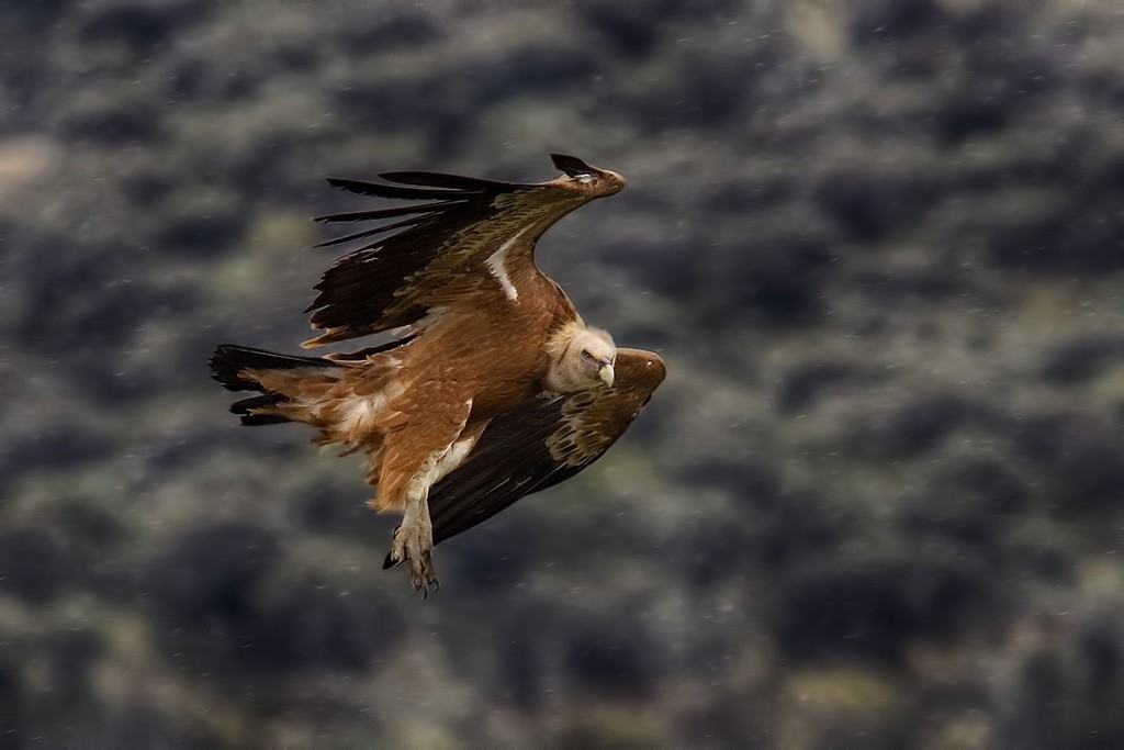  Grifone Gyps fulvus.