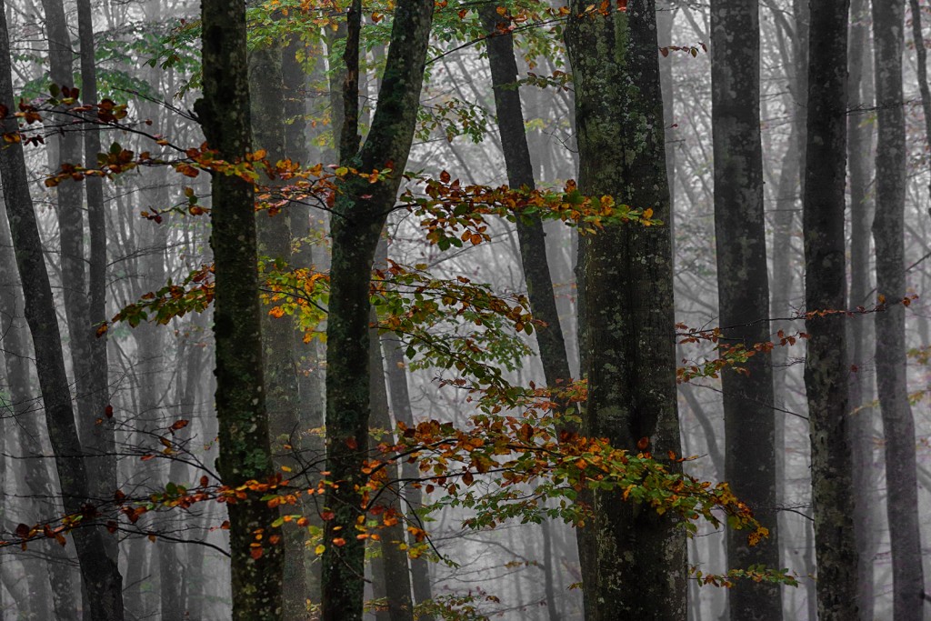  Foreste Casentinesi.