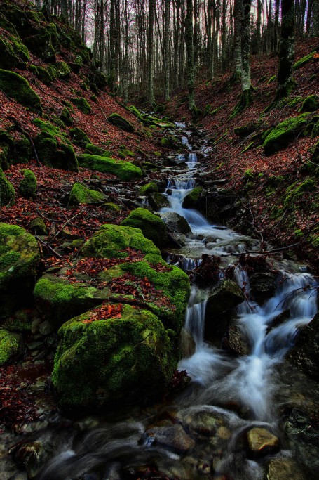  Foreste Casentinesi.