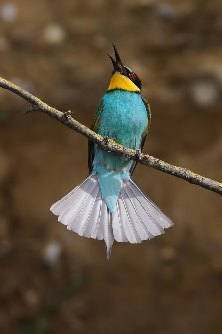  Gruccione Merops apiaster.