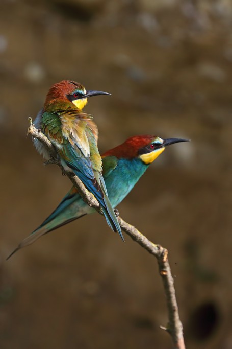  Gruccione Merops apiaster.