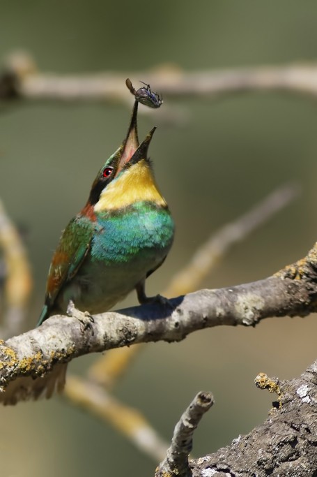  Gruccione Merops apiaster.