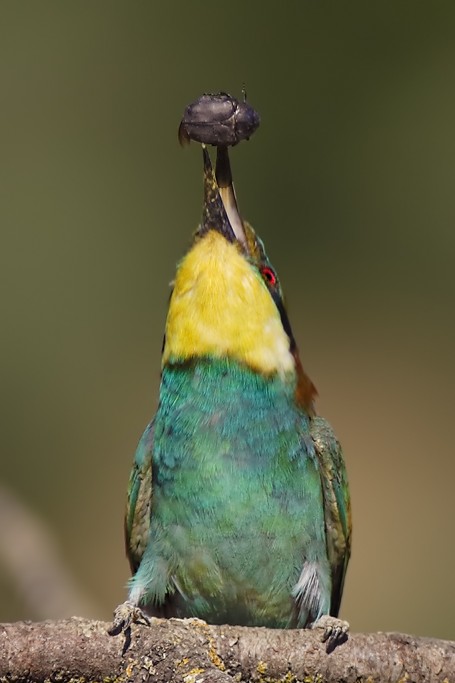  Gruccione Merops apiaster.