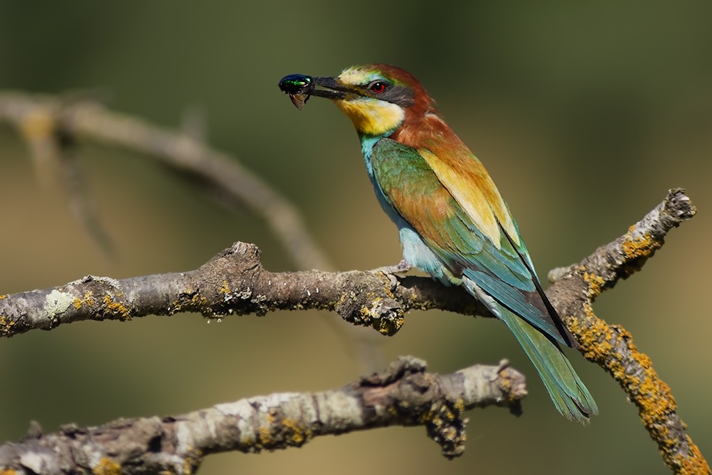  Gruccione Merops apiaster.