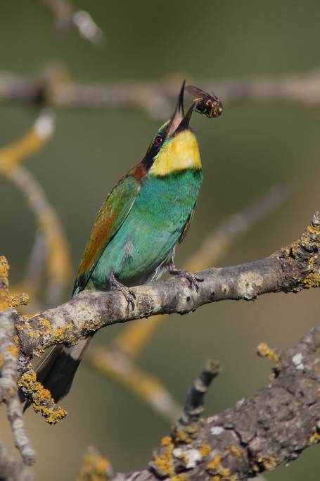  Gruccione Merops apiaster.