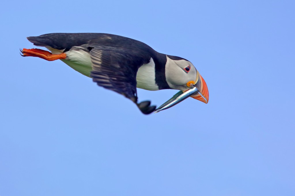  Gabbiano reale Larus argentatus, Norvegia.