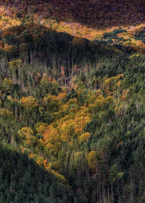 Foreste Casentinesi.
