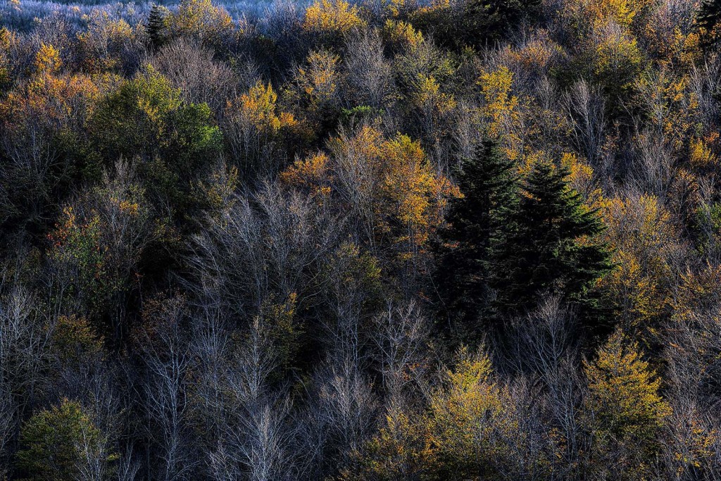  Foreste Casentinesi.