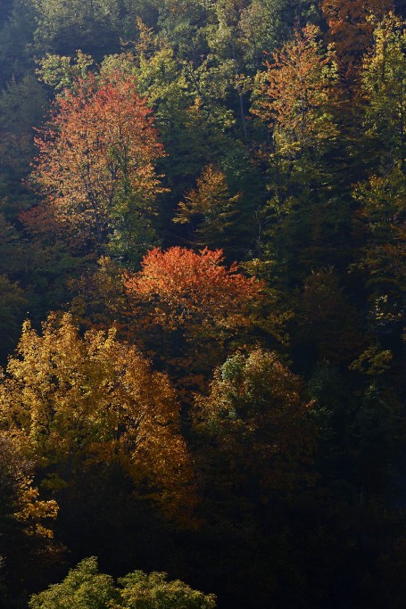  Foreste Casentinesi.
