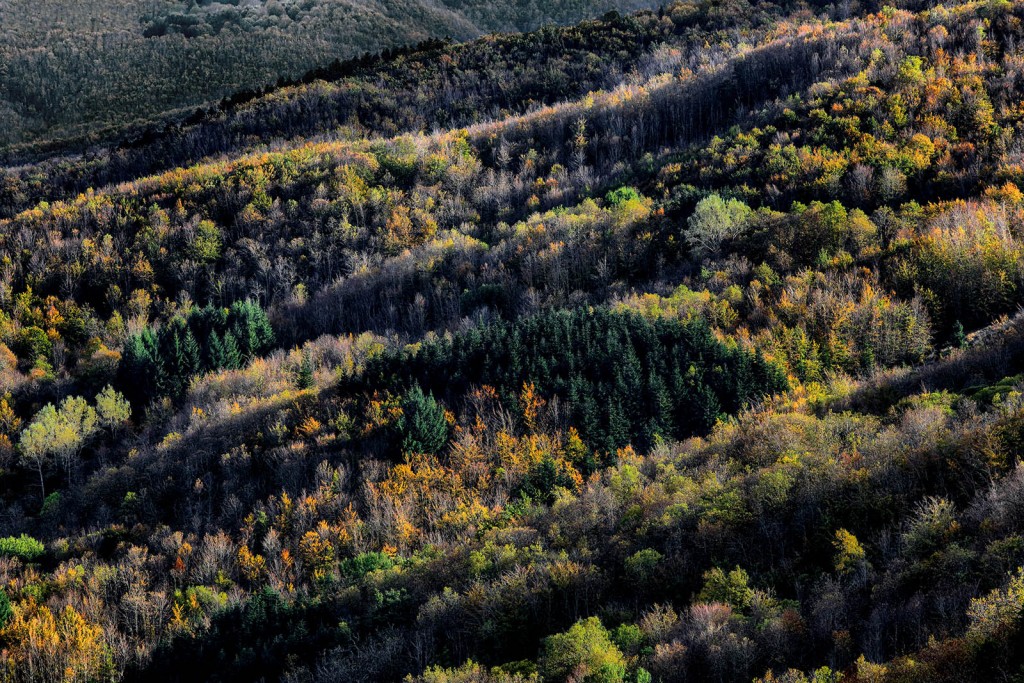  Foreste Casentinesi.