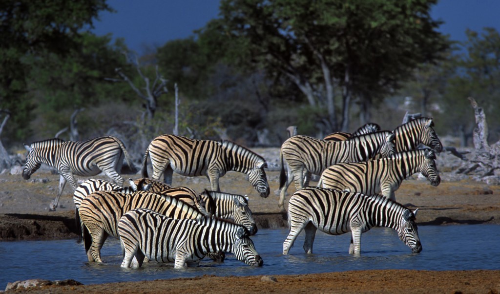  Zebra delle steppe Equus quagga, Etosha, Namibia