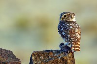Civetta Athene noctua.
