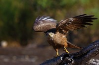 Nibbio reale Milvus milvus.