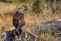 Nibbio bruno Milvus migrans.