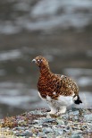 Pernice bianca nordica Lagopus lagopus.