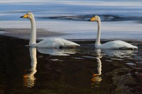 Cigno selvatico Cygnus cygnus.