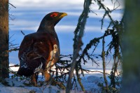 Gallo cedrone Tetrao urogallus.