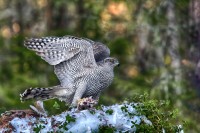 Astore Accipiter gentilis.