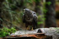 Poiana Buteo buteo.