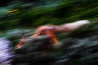 La corsa della volpe Vulpes vulpes.