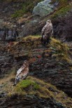 Aquila di mare Haliaeetus albicilla.