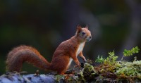 Scoiattolo europeo Sciurus vulgaris.