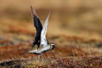 Piviere dorato Pluvialis apricaria.