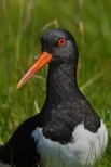 Beccaccia di mare Haematopus ostralegus.