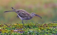 Un mirtillo. Chiurlo piccolo Numenius phaeopus.