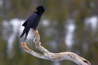 Corvo imperiale Corvus corax.