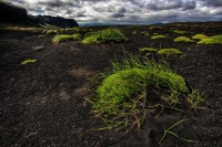Myrdalsandur. Vegetazione pioniera.