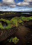 Myrdalsandur. Vegetazione pioniera.