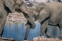 Elefante africano Loxodonta africana, Etosha, Namibia.