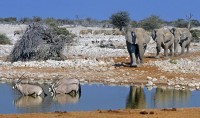 Etosha, Namibia.