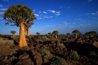Kokerboom trees forest, Namibia.