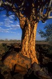 Kokerboom tree, Namibia.