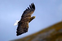 Aquila di mare Haliaeetus albicilla.