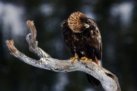 Aquila reale Aquila chrysaetos.