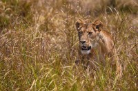 Leone Panthera leo.