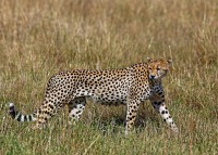 Ghepardo Acinonyx jubatus.