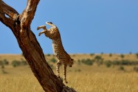 Ghepardo Acinonyx jubatus.