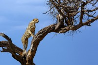Ghepardo Acinonyx jubatus.