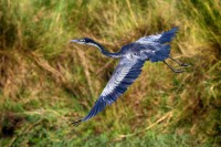 Airone testanera Ardea melanocephala.