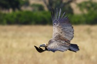 Grifone africano Gyps africanus.