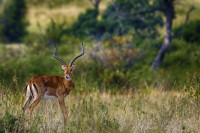 Impala Aepyceros melampus.