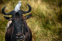Airone guardabuoi Bubulcus ibis.