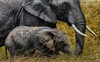 Elefante africano Loxodonta africana.